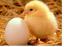Duševno zdravje: piščanci in jajca
