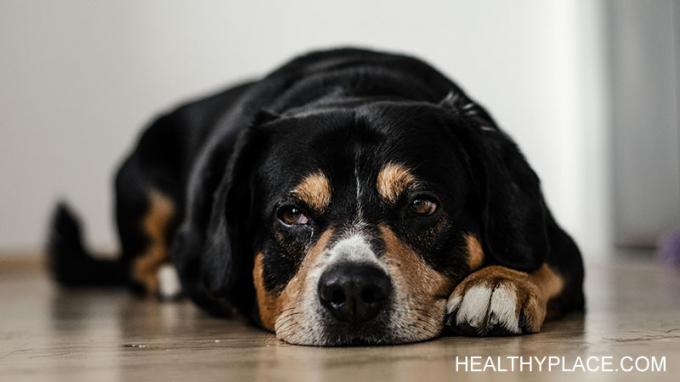 Vaš pes pozna depresijo in vam lahko pomaga prebroditi se tudi v najtežje čase. Pes mi vsakič pomaga skozi svoje depresivne epizode. 