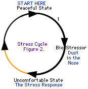 Nekateri stresni cikli se lažje premikajo kot drugi
