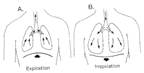 Diafragmatična slika diha